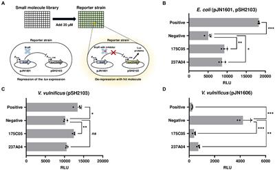 Identification and characterization of a small molecule BFstatin inhibiting BrpR, the transcriptional regulator for biofilm formation of Vibrio vulnificus